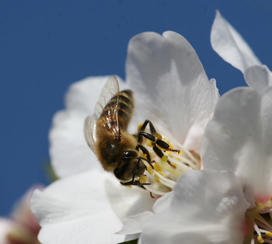 The Honey Bee: The Anchor in our Food Supply