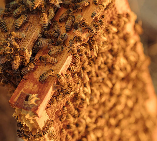 The Anatomy of a Hive - Honey Stinger