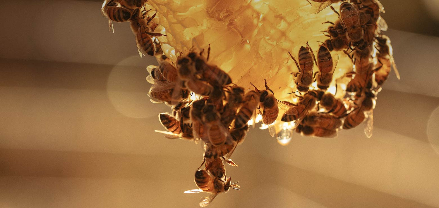 Organic Honey - Honey Stinger